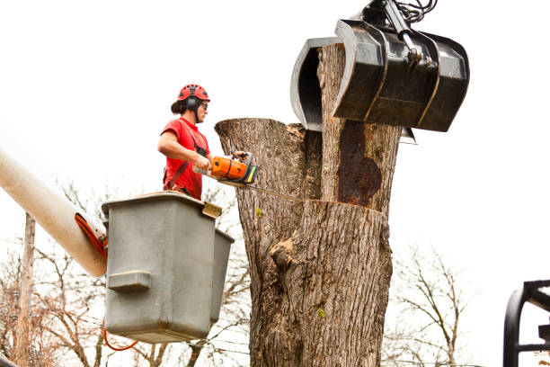 Best Tree Removal  in Kgsford Heights, IN